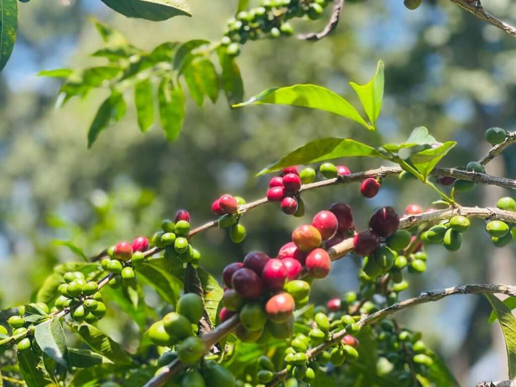 Coffee Farm in our tour package