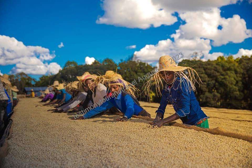 Ilubabor Coffee Tour, a land of unimaginable beauty