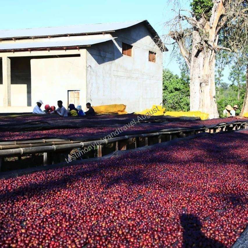 Ilubabor Coffee Tour, a land of unimaginable beauty