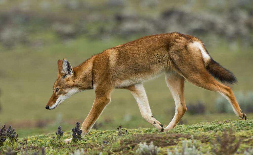 An Ethiopian Wolf on the Sanetti Plateau in Bale MountainsDate 02082015 Author Daniel Rosengren Copyright © Daniel Rosengren