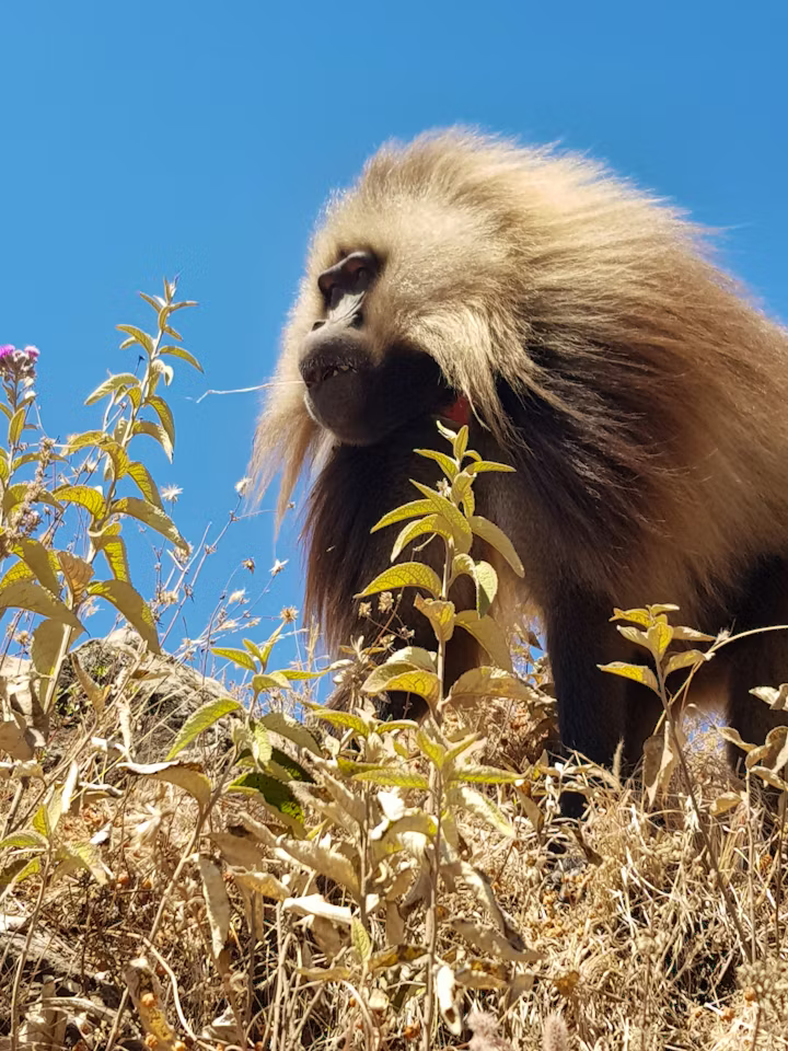 The Ethiopian Gelada Monkey