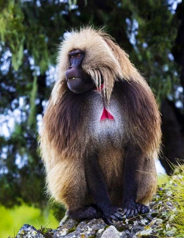 The Ethiopian Gelada Monkey